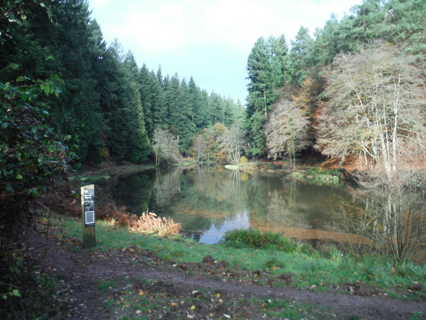Forest pool
